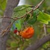 A feral Lilac-crowned Amazon feeds on persimmon