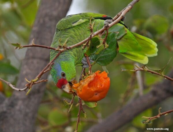 A feral Lilac-crowned Amazon feeds on persimmon