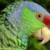 A closeup profile of a Lilac-crowned Amazon