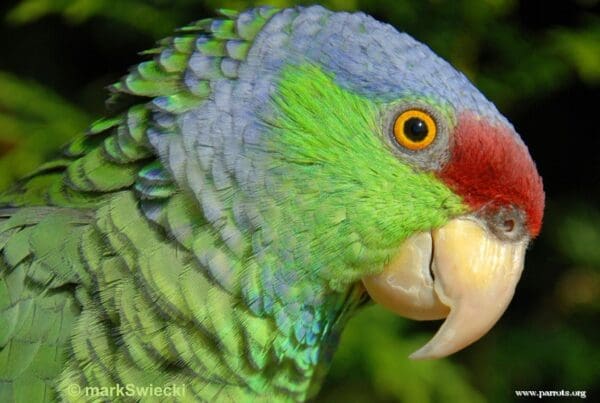 A closeup profile of a Lilac-crowned Amazon