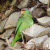 A wild Lilac-crowned Amazon perches on the trunk of a large palm