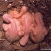 Wild Lilac-crowned Amazon chicks huddle together in a nest cavity