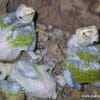 Wild Lilac-crowned Amazon chicks huddle together in a nest cavity