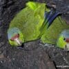 Wild Lilac-crowned Amazon chicks huddle together in a nest cavity