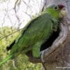 A wild fledgling Lilac-crowned Amazon perches at the entrance to a nest cavity