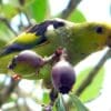 A wild Lilac-tailed Parrotlet feeds on fruits