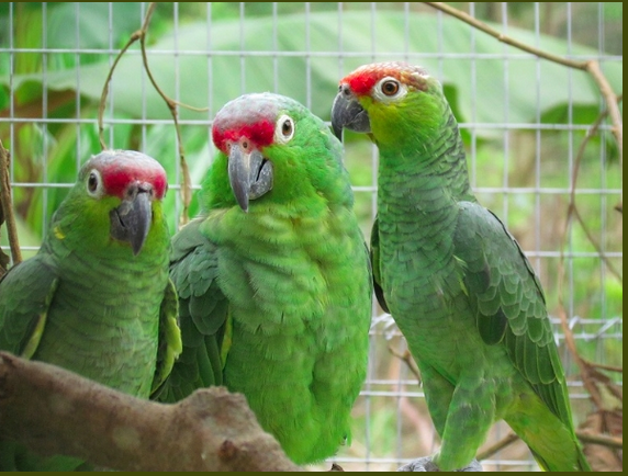 Wild Lilacine Amazons perch on branches at a rescue