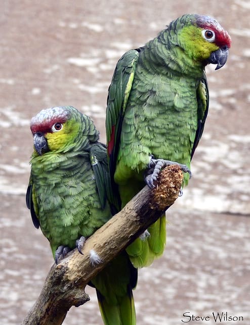 Lilacine Amazons perch on a branch