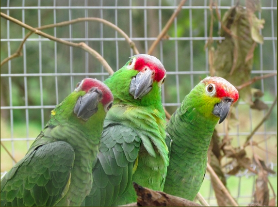 Wild Lilacine Amazons are curious about something