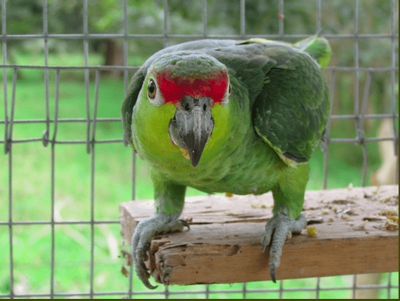 A wild Lilacine Amazon perches on a wooden platform at a rescue