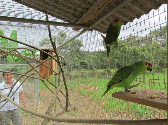 Wild Lilacine Amazons climb in an enclosure at a rescue