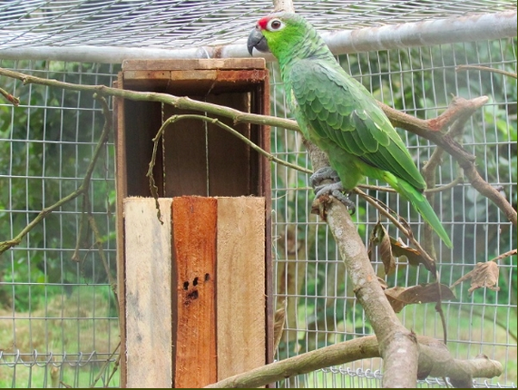 A wild Lilacine Amazon perches on a branch at a rescue