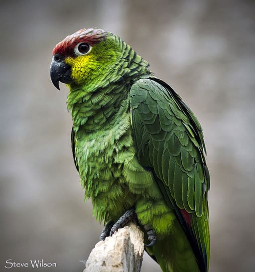 A Lilacine Amazon perches on a branch at Chester Zoo, UK