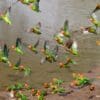 Wild Lillian's Lovebirds drink at a waterhole, Zambia