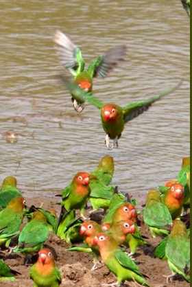 Wild Lillian's Lovebirds drink at a waterhole, Zambia