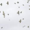A flock of wild Little Corellas soars in the sky