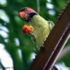 A wild Long-tailed Parakeet feeds on fruit