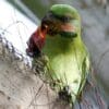 A wild Long-tailed Parakeet feeds on fruit