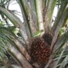 Wild Long-tailed Parakeets feed on palm fruits