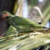 A wild Long-tailed Parakeet feeds on fruits