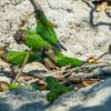 Wild Madeira Conures feed at a clay lick