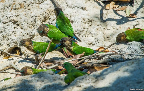 Wild Madeira Conures feed at a clay lick
