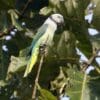 A wild female Malabar Parakeet clings to a branch