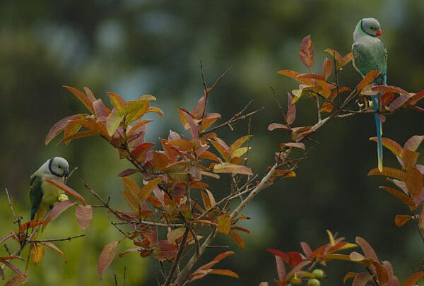 Wild Malabar Parakeets, female left, male right, perch in a tree