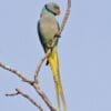 A wild male Malabar Parakeet clings to a branch