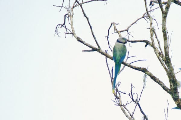A wild female Malabar Parakeet perches on a branch