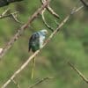 A wild male Malabar Parakeet perches on a branch