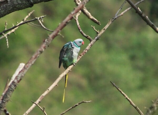 A wild male Malabar Parakeet perches on a branch