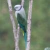 A wild female Malabar Parakeet perches on a branch