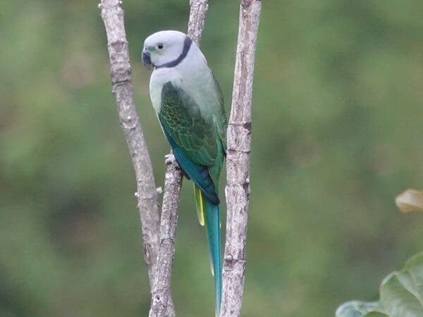 A wild female Malabar Parakeet perches on a branch
