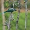A wild male Malabar Parakeet perches on a branch