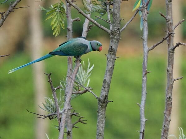 A wild male Malabar Parakeet perches on a branch