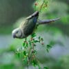 A wild female Malabar Parakeet feeds on berries