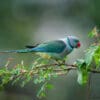 A wild male Malabar Parakeet feeds on berries
