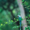 A wild male Malabar Parakeet perches in a tree