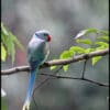 A wild male Malabar Parakeet perches on a branch