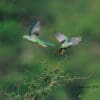 Wild Malabar Parakeets take flight