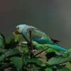 A wild male Malabar Parakeet perches in a tree