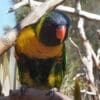 A Marigold Lorikeet perches on a limb