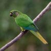 a wild Maroon-bellied Conure perches on a branch
