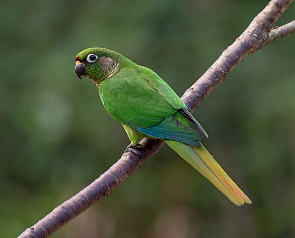 a wild Maroon-bellied Conure perches on a branch