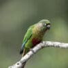 A wild Maroon-bellied Conure perches on a branch