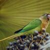 A wild Maroon-bellied Conure feeds on fruit