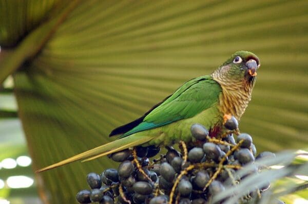 A wild Maroon-bellied Conure feeds on fruit