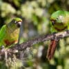 Wild Maroon-bellied Conures perch on a branch
