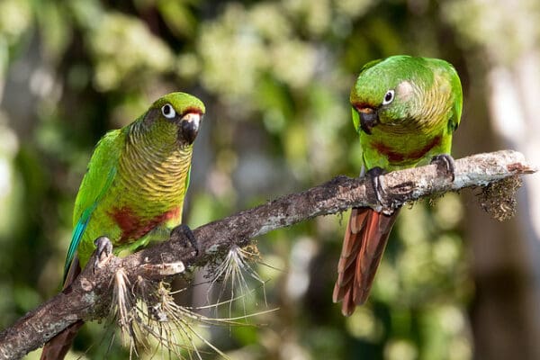 Wild Maroon-bellied Conures perch on a branch